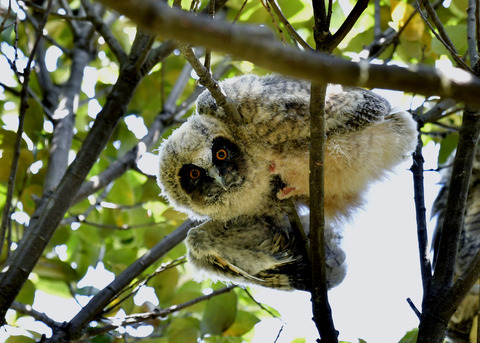 トラフズクのヒナ0141
