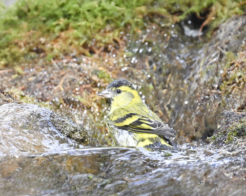 マヒワの水浴び9961