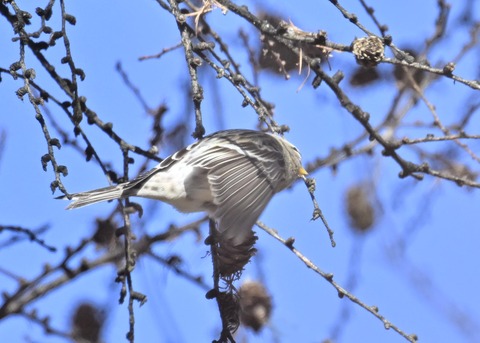 ベニヒワ♀5522