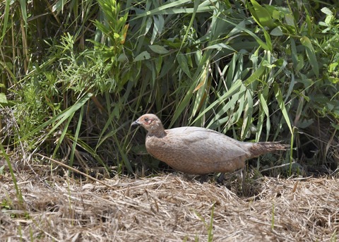 キジの♀4073○