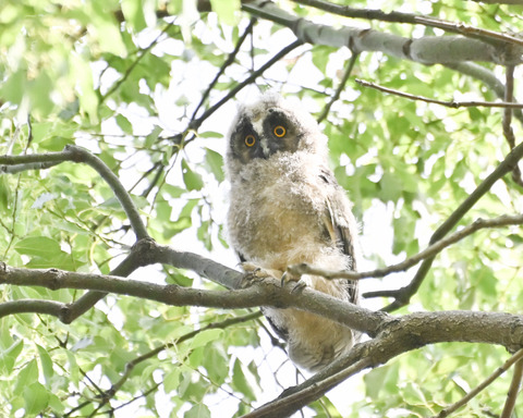 トラフズクの雛4505
