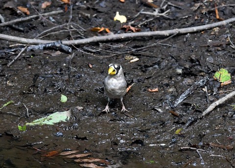 イカル幼鳥9507