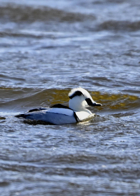 ミコアイサ♂9152