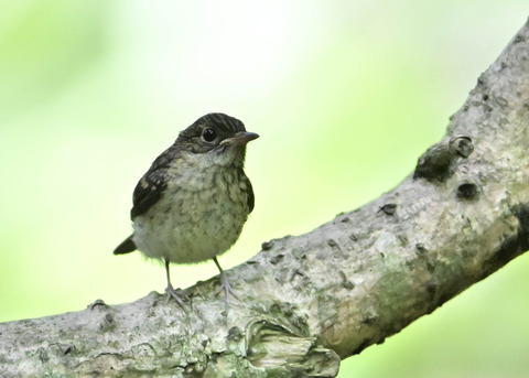 キビタキ幼鳥2595