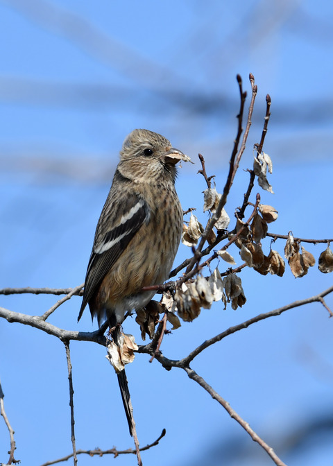ベニマシコ♀1149