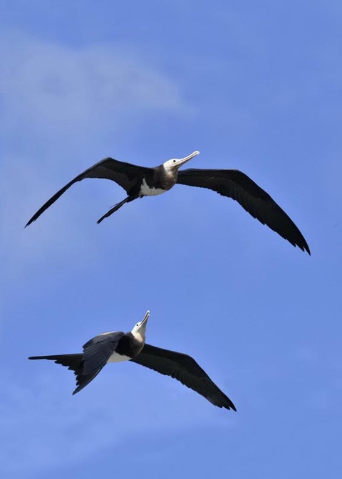 オオグンカンドリ6986