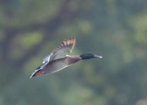 マガモのハイブリッド9611-01