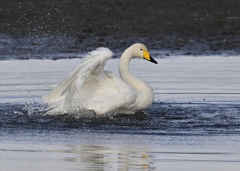 オオハクチョウ4137