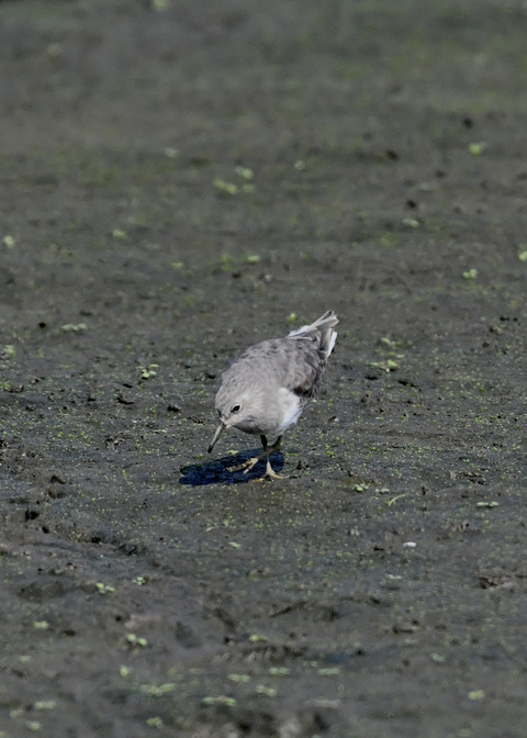 オジロトウネン4986