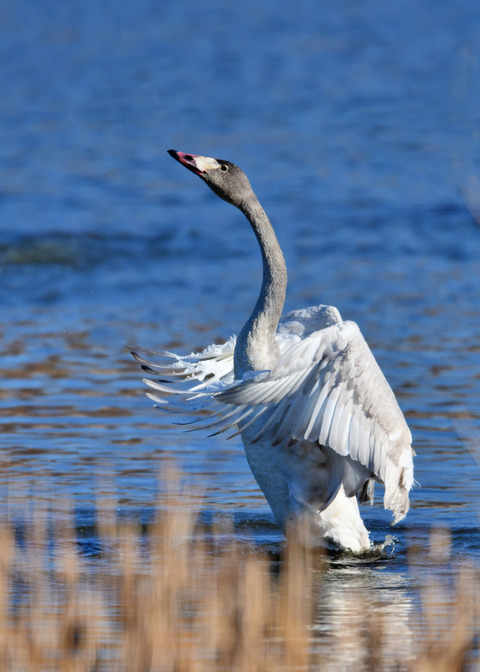 オオハクチョウ8577