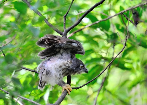 アオバズクのヒナ7368