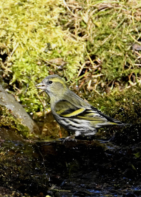 マヒワ♀8536