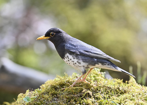 クロツグミ♂5598