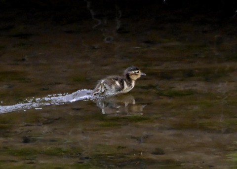 オシドリのヒナ6071