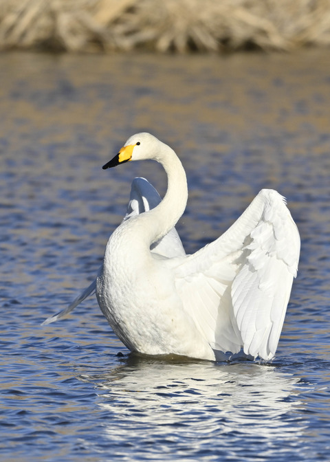 オオハクチョウ7661