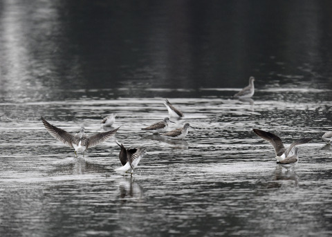 アオアシシギ5763