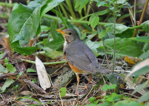 カラアカハラ若♂3639