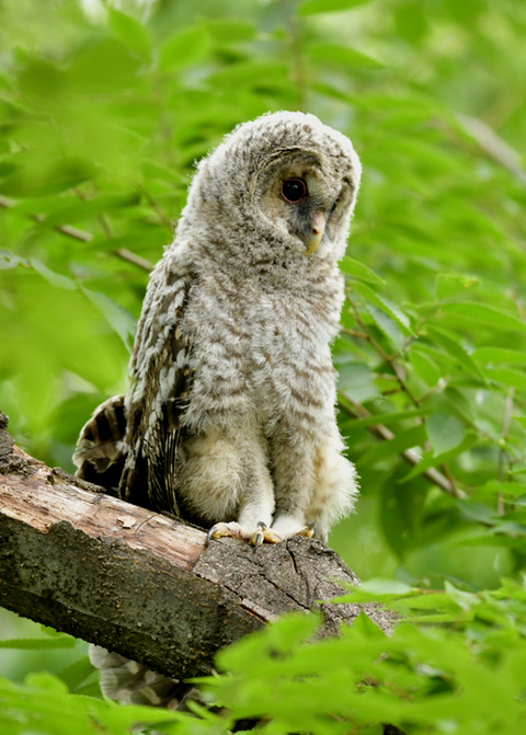 フクロウのヒナ0668