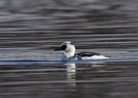 ミコアイサ♂8749