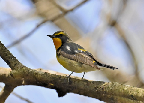 キビタキ♂第一回夏羽3366