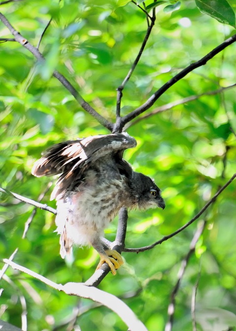 アオバズクのヒナ7720