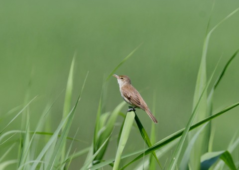 オオヨシキリ5945