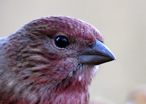 オオマシコ若鳥1531