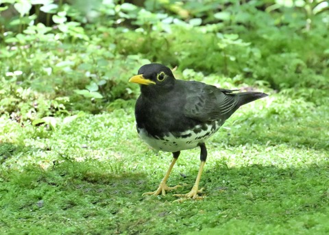 クロツグミ♂4115