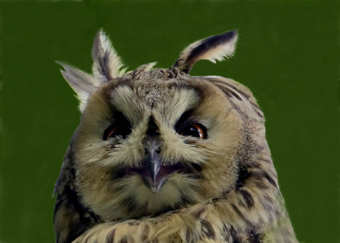 2トラフズク♂2002