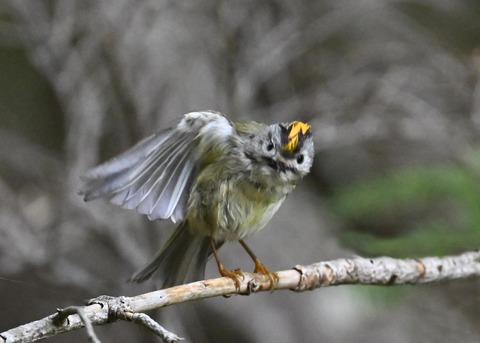 キクイタダキ♂2170