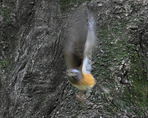 マミチャジナイ0625