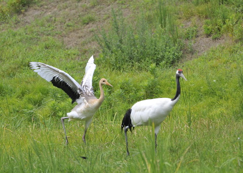 タンチョウ♂とヒナ6744