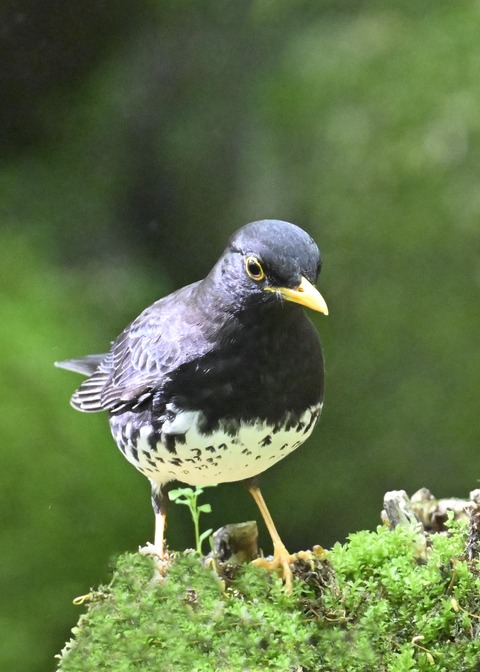 クロツグミ♂3325