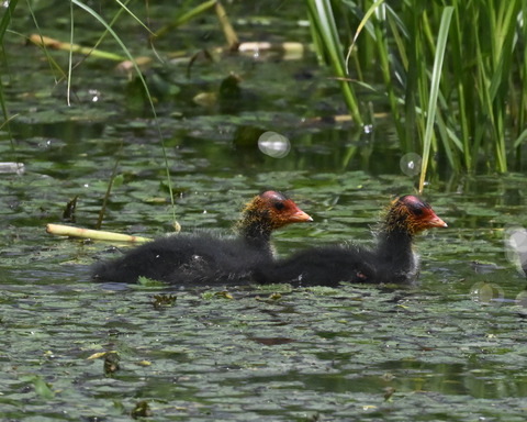 オオバンのひな6141-1