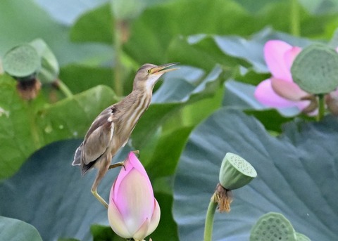 ヨシゴイ♀9235