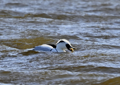 ミコアイサ♂9185