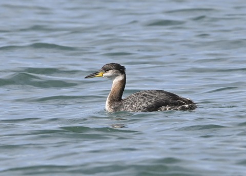 アカエリカイツブリ0671