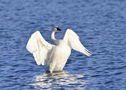 アメリカコハクチョウ8999