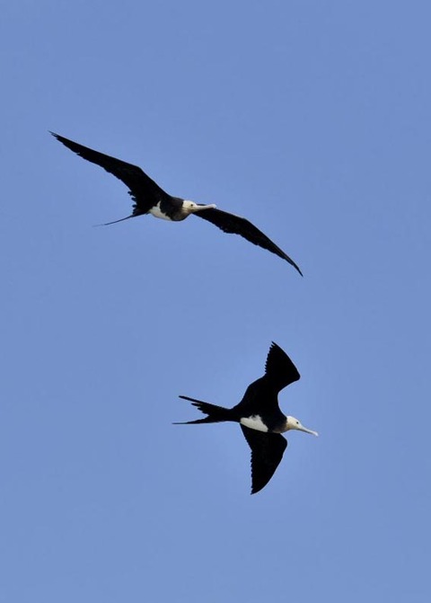 オオグンカンドリ6060