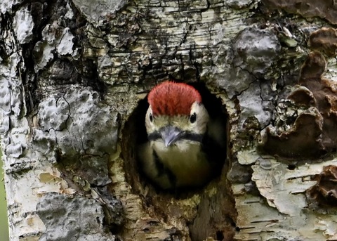 アカゲラのヒナ①5172