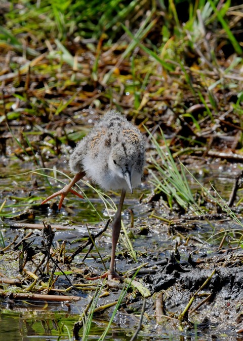セイタカシギのヒナ①②③④5625