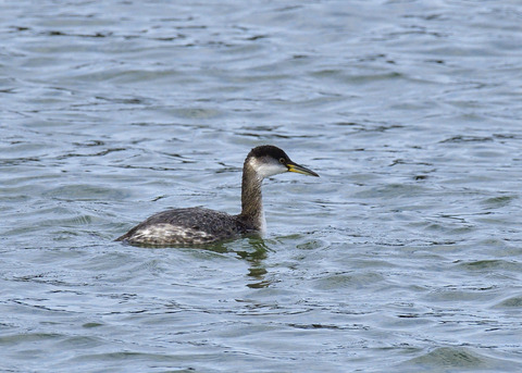 アカエリカイツブリ冬羽7473