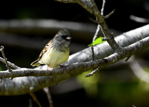 シベリアアオジ♂0373