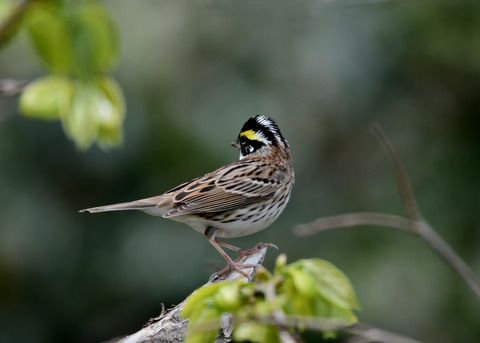 キマユホオジロ♂3686