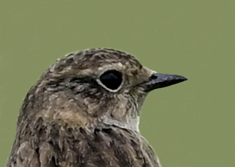 ノビタキ♀9001