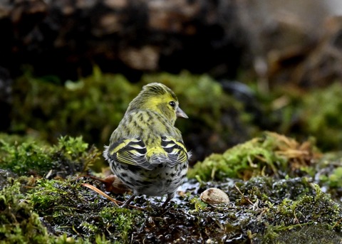 マヒワ♀0799