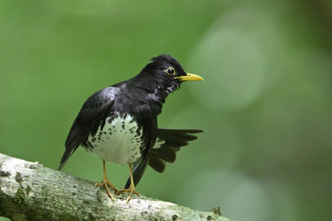 クロツグミ♂0454