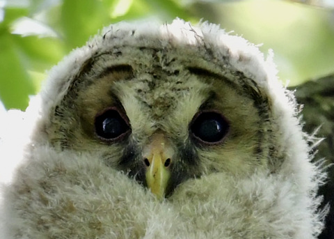 フクロウのヒナ②5873