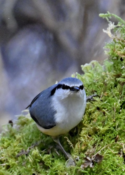 ゴジュウカラ4519