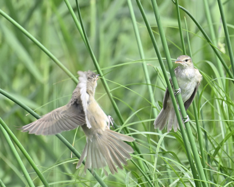オオヨシキリ7559